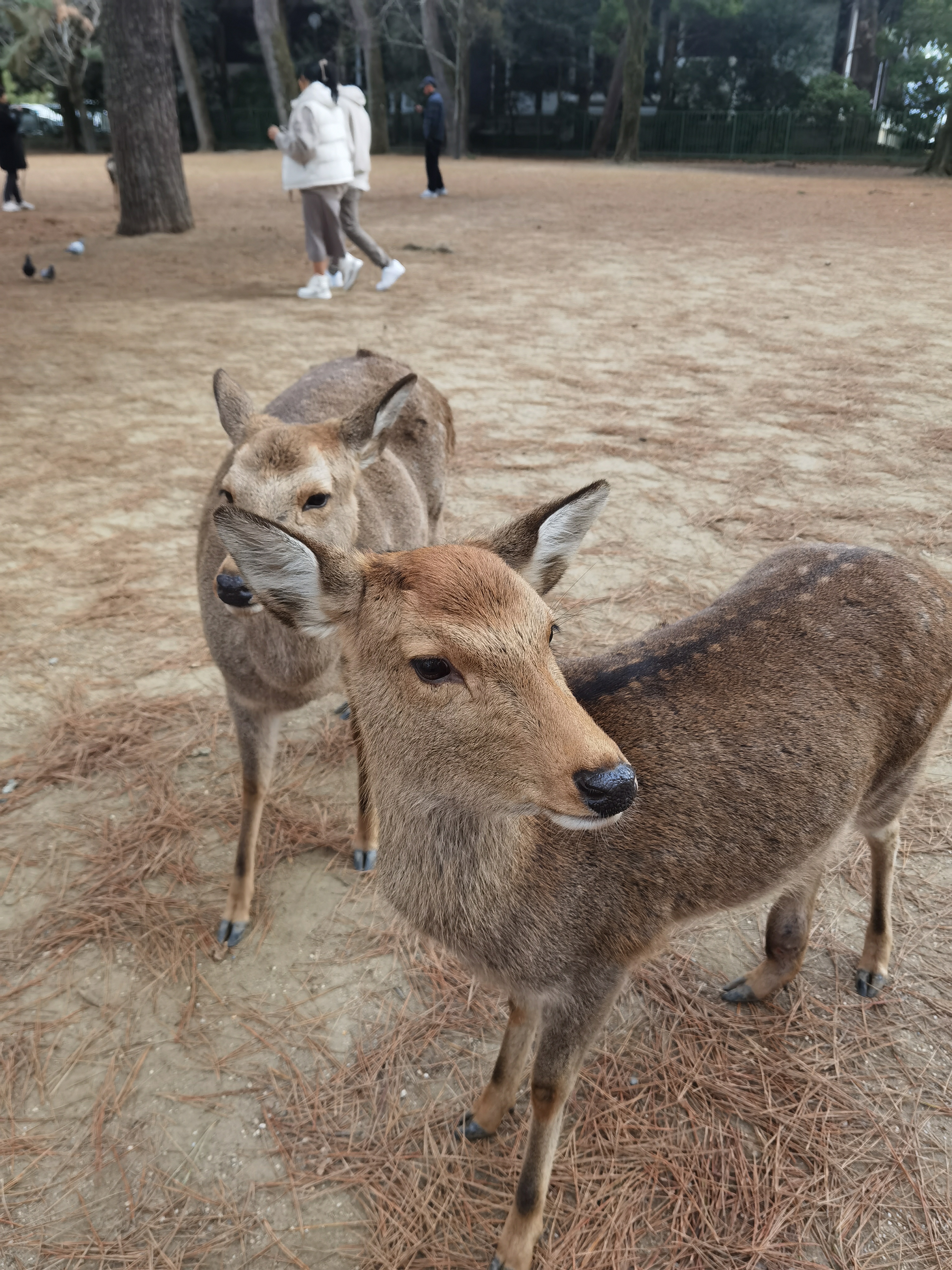 deers